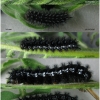euph aurinia larva6 volg1
